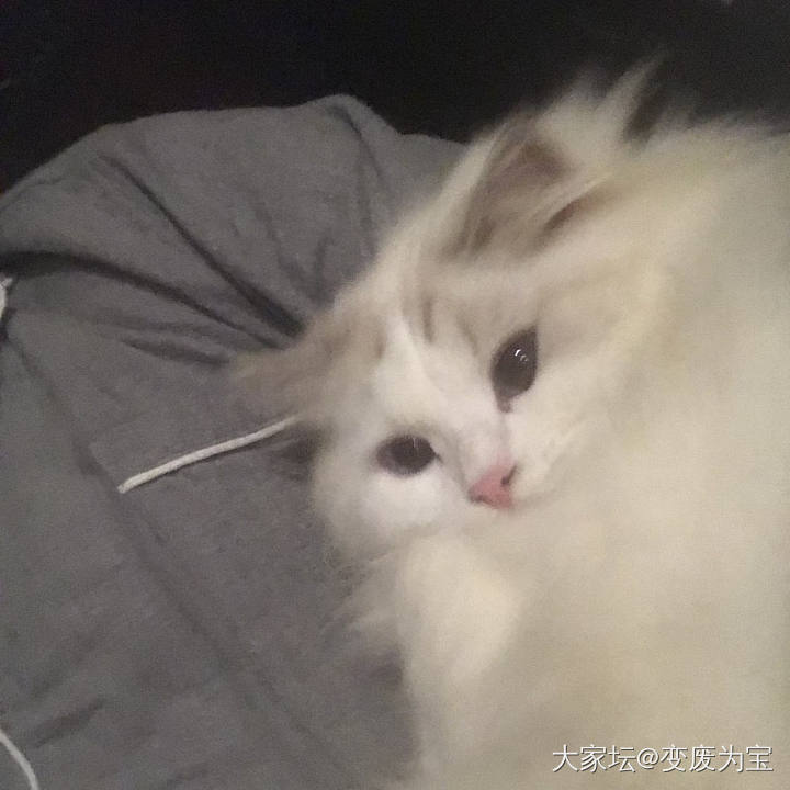 老虎真是个暖手宝啊_猫