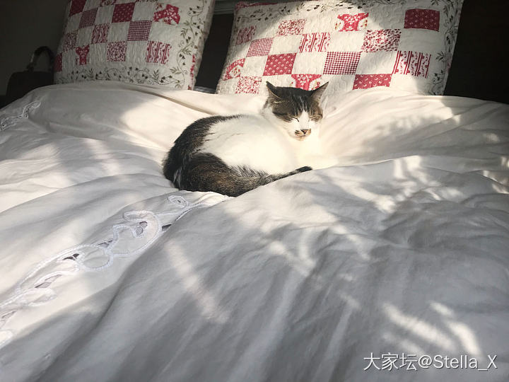 最近我家咪有点飘_猫