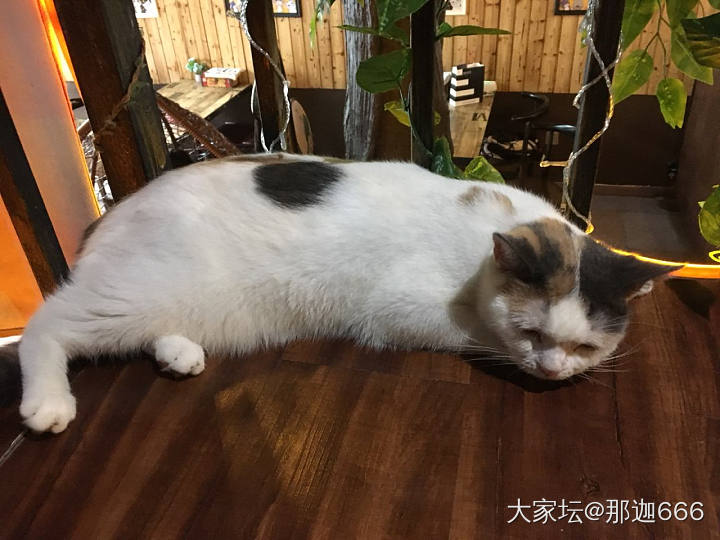 在咖啡馆撸猫_猫