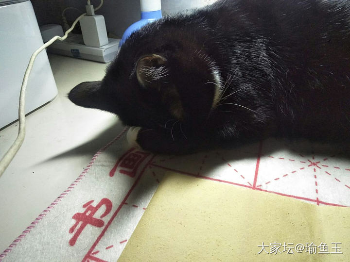 迷你剧场《小胡子的秘密》_猫