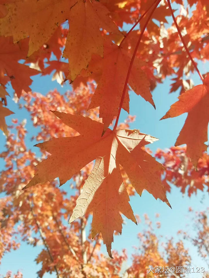 秋风不燥，阳光正好_景色