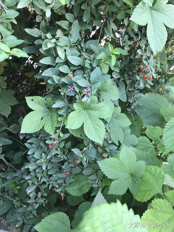 emmm…水红包来的～_护肤植物