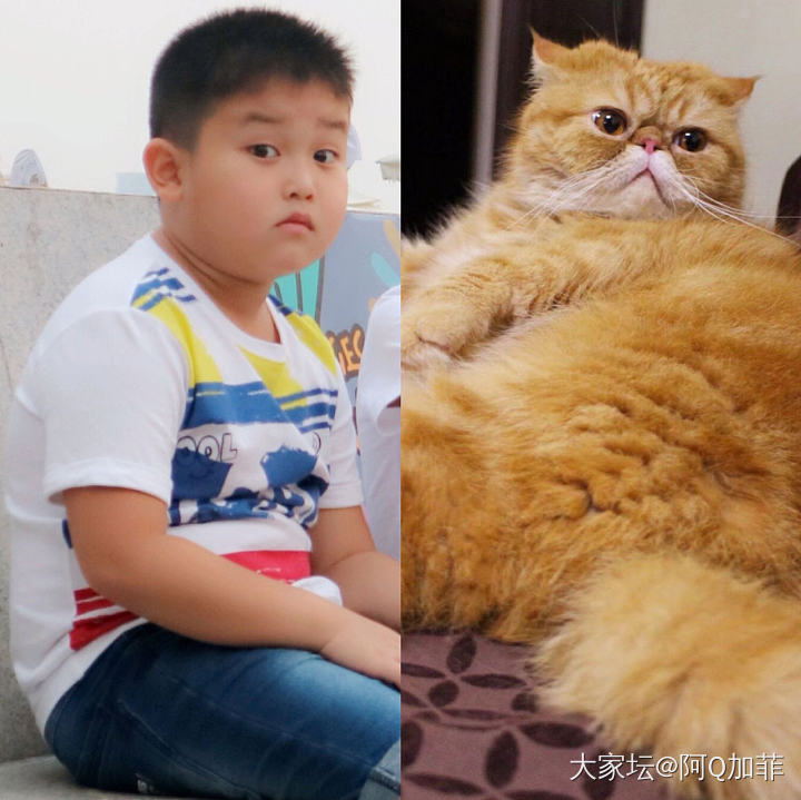 大仔的小表哥_猫