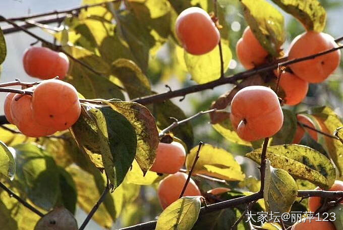 心想柿成，柿柿如意🍅_水果