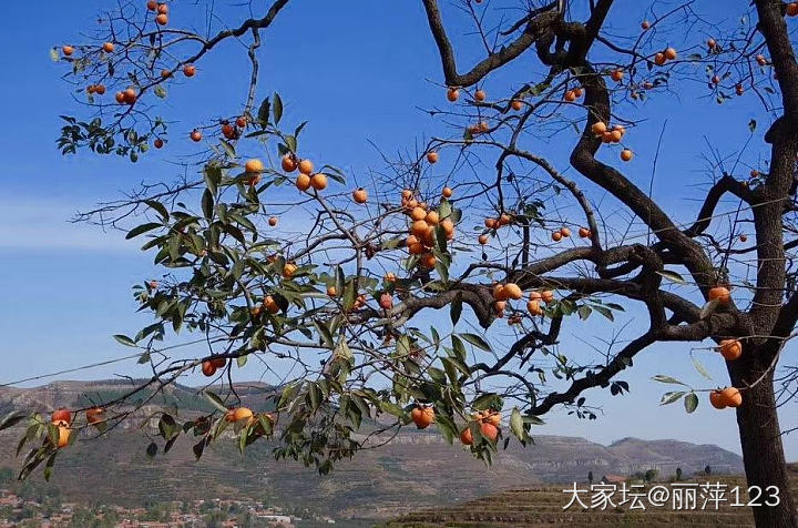 心想柿成，柿柿如意🍅_水果