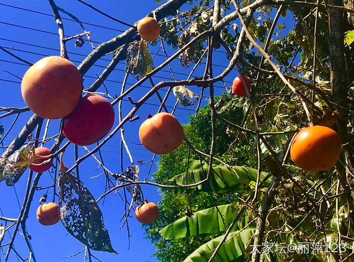 心想柿成，柿柿如意🍅_水果