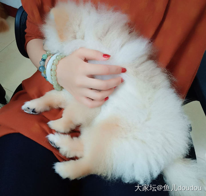 黄狐狸和小白熊_狗