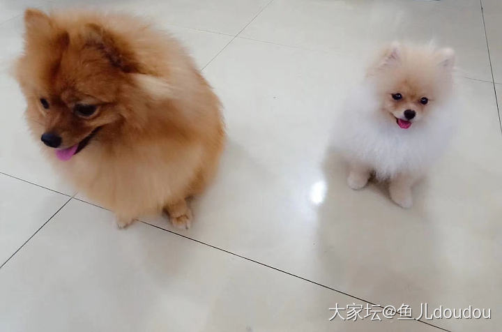 黄狐狸和小白熊_狗