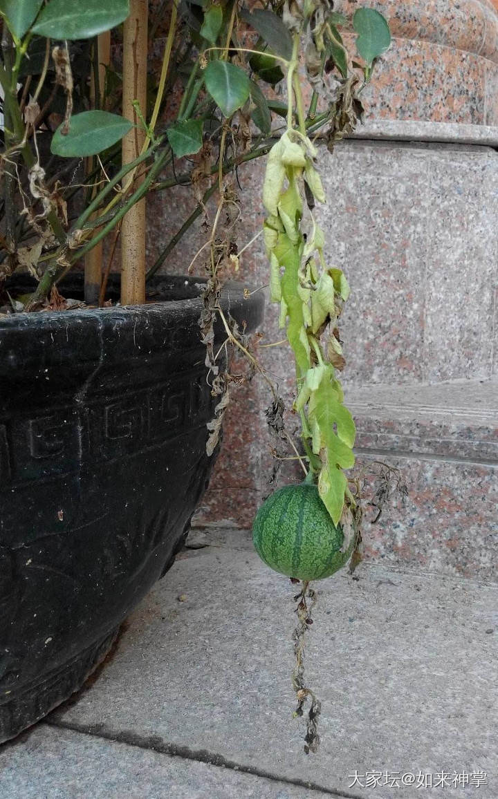 求教植物问题_植物