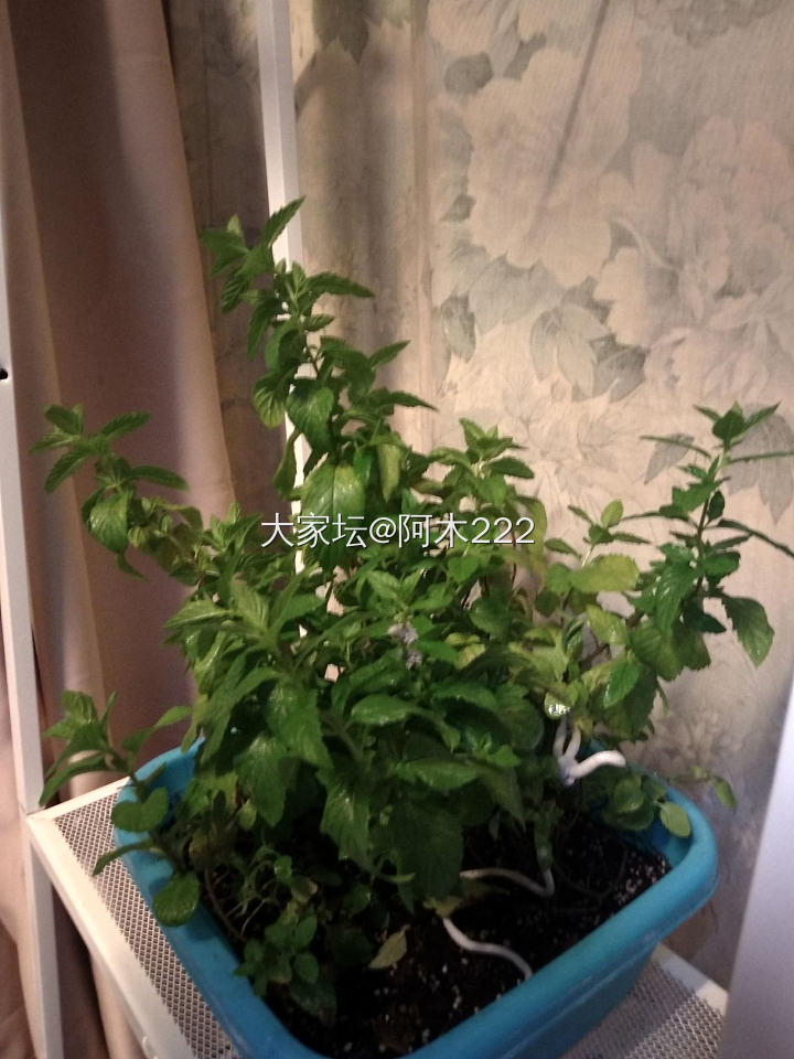 小记小感_植物闲聊