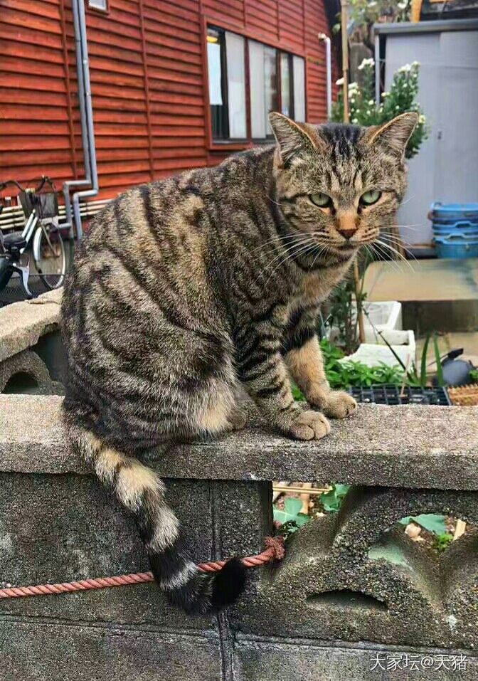 万圣节2_猫节日