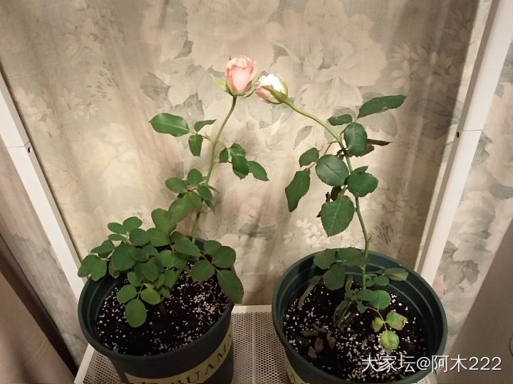 小记小感_花植物