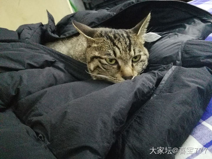 冬天到了，有人霸占了我的羽绒服_宠物猫