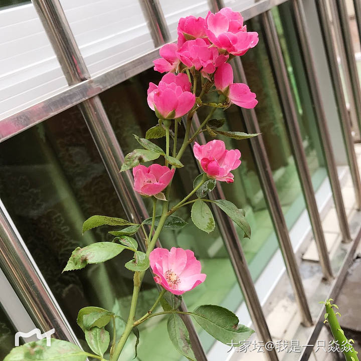 安吉拉月季花，纪念_花