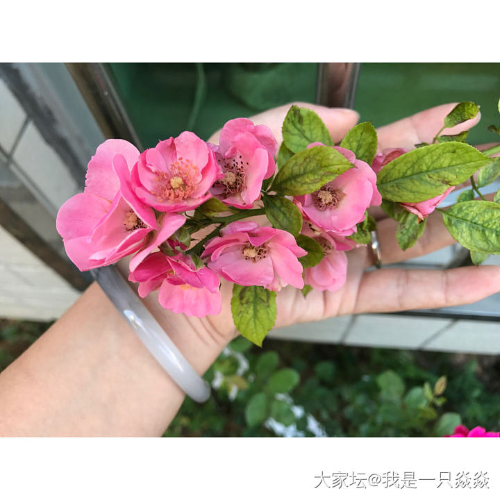 安吉拉月季花，纪念_花