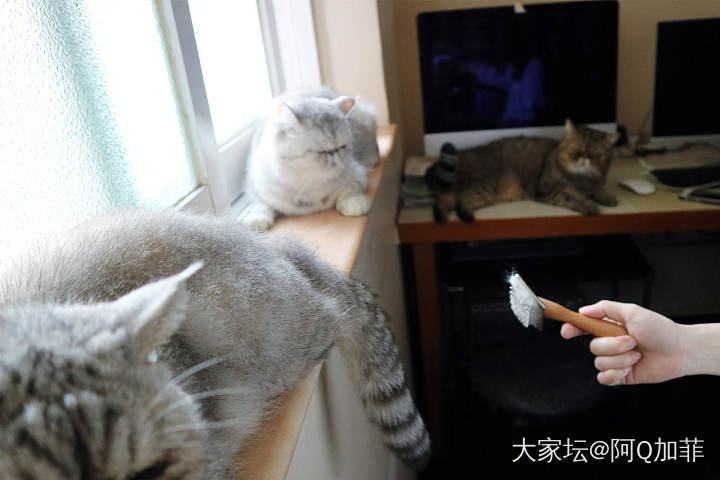 给猫猫们梳毛_猫宠物