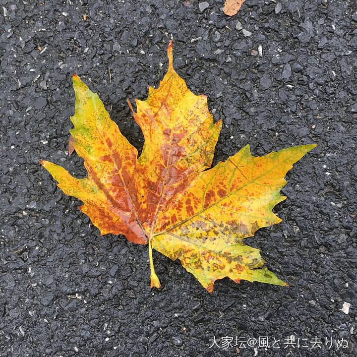 享受孤独_植物