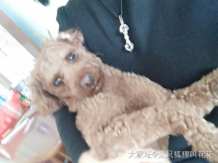 熊熊来啦我家熊_狗