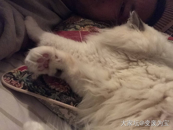 冬季来临，更体会到了暖手宝宝的温暖_猫