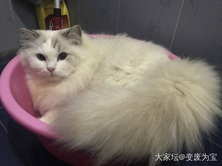 冬季来临，更体会到了暖手宝宝的温暖_猫