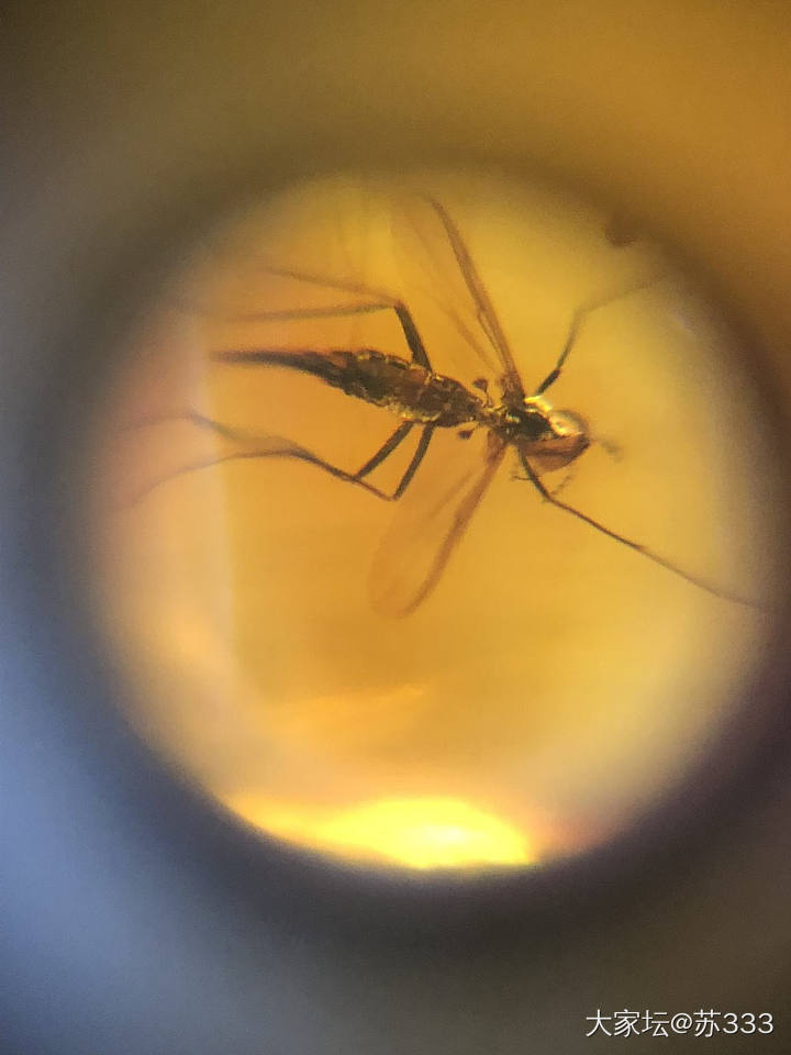 迷你小虫珀·_虫珀琥珀