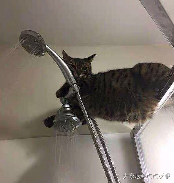 没有哪个地方是我喵去不了的_猫贴图