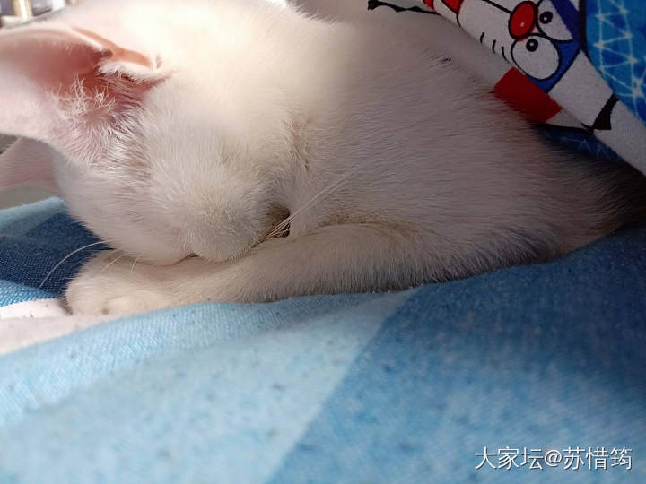 求助关于喵绝育后舔到了伤口_贴图猫