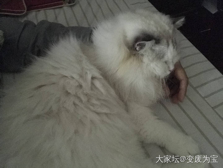 天冷了，老虎提出要睡在保温袋里，谁来给我暖手暖床呢？😭_猫