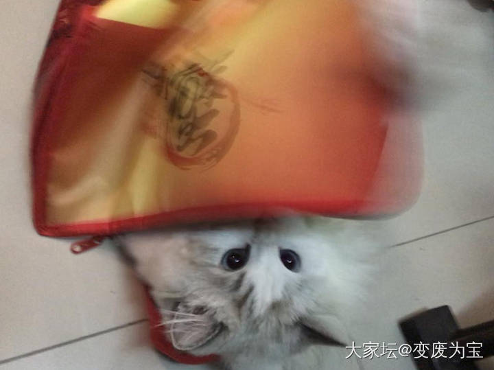 看来关一晩上印象不深，老虎又恢复了调皮捣蛋的本性😄_猫