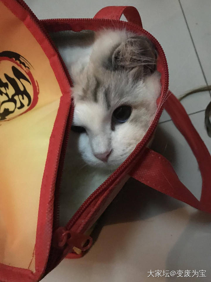 看来关一晩上印象不深，老虎又恢复了调皮捣蛋的本性😄_猫