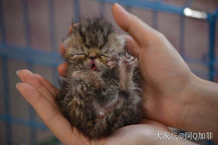 介绍一只凶猛的生物_宠物猫