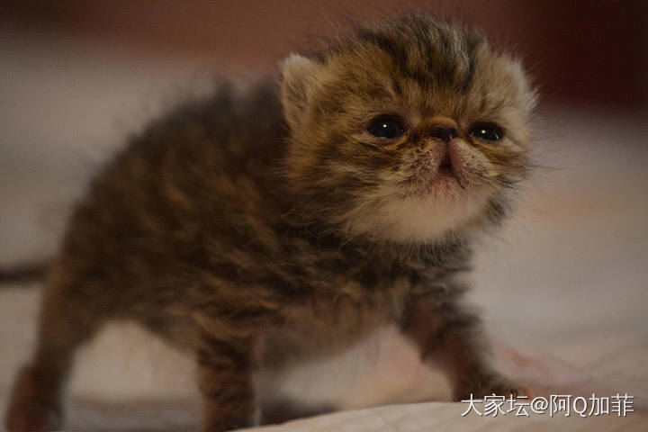 介绍一只凶猛的生物_宠物猫