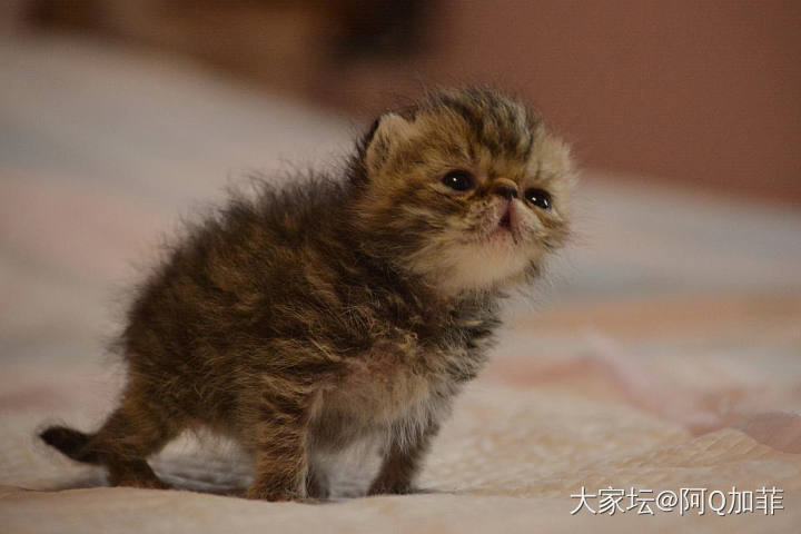 介绍一只凶猛的生物_宠物猫