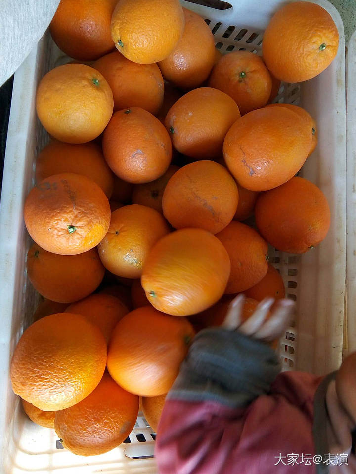 经历过晚上小霜的果，色泽开始转橙红色了_水果
