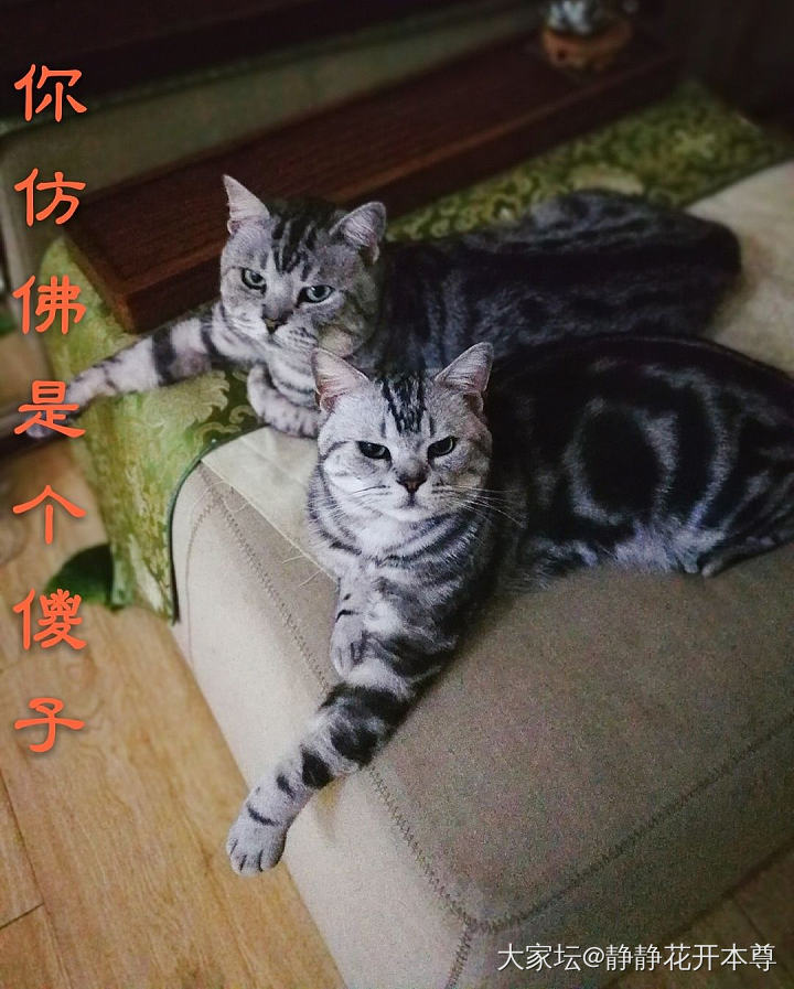 凶是不可能的，但是我拽啊_猫宠物