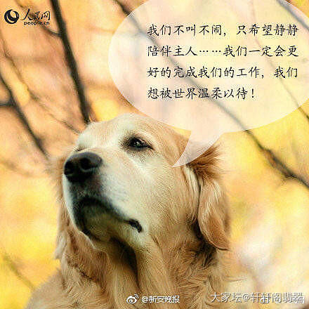 你愿意和导盲犬同行吗_狗