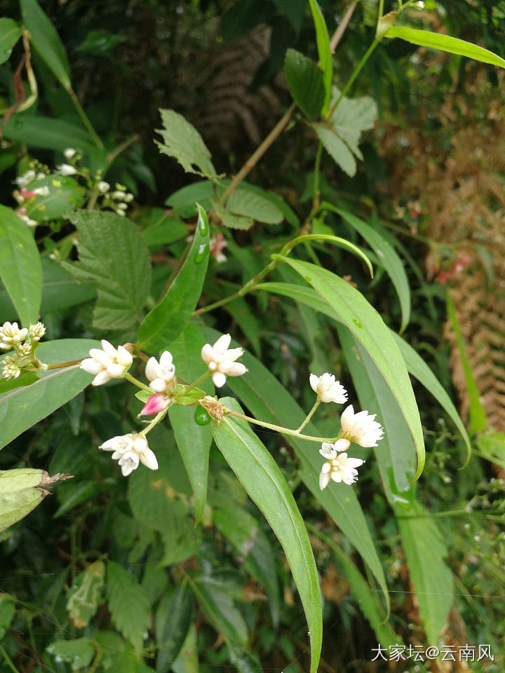 这里野花可以随时採_植物旅游