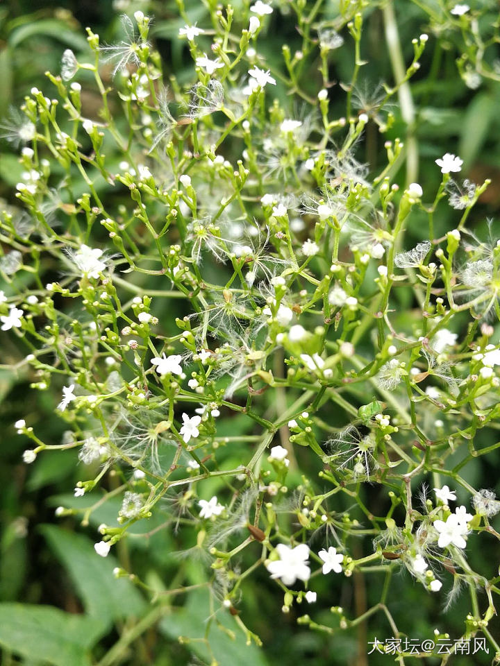 这里野花可以随时採_植物旅游