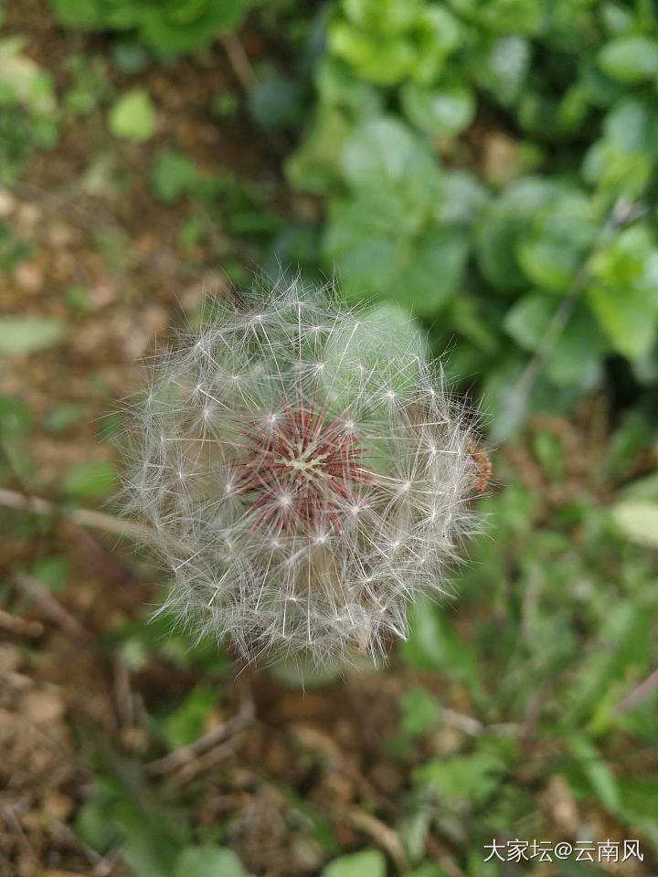 这里野花可以随时採_植物旅游