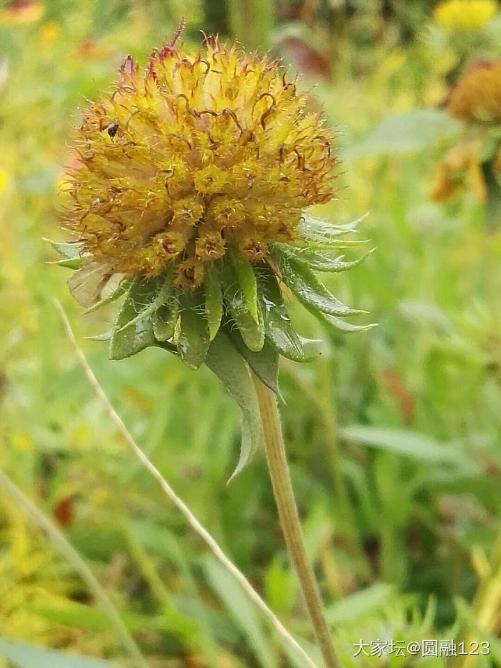 花_植物