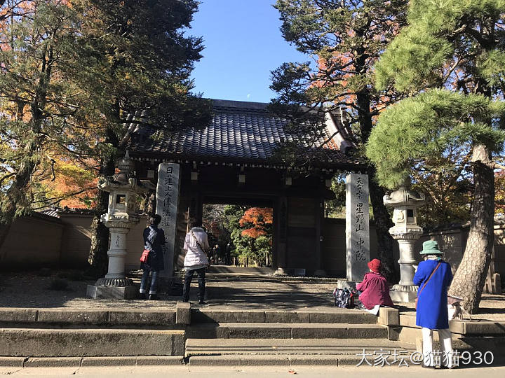 川越の中院 枫叶红了_日本旅游