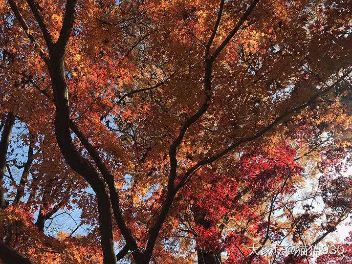 川越の中院 枫叶红了_日本旅游