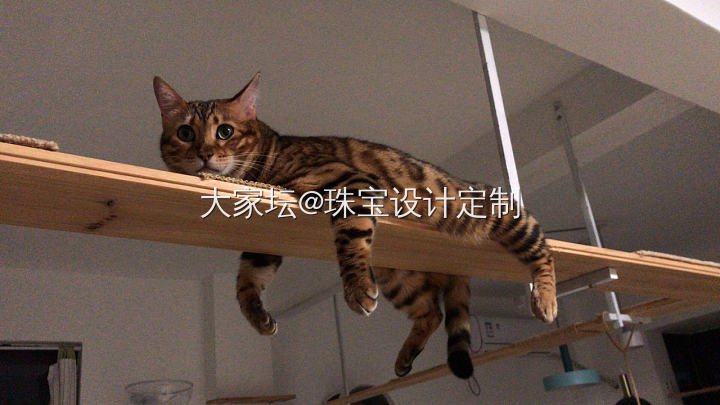 《猫片》——没脾气了～_猫