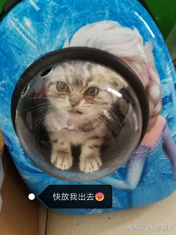 听说最近流行比凶？发个今天来做雾化的，奶凶奶凶的小喵咪😁_猫宠物