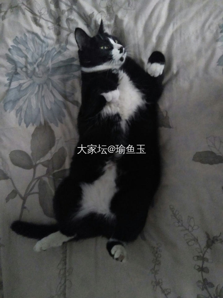 我的！_猫