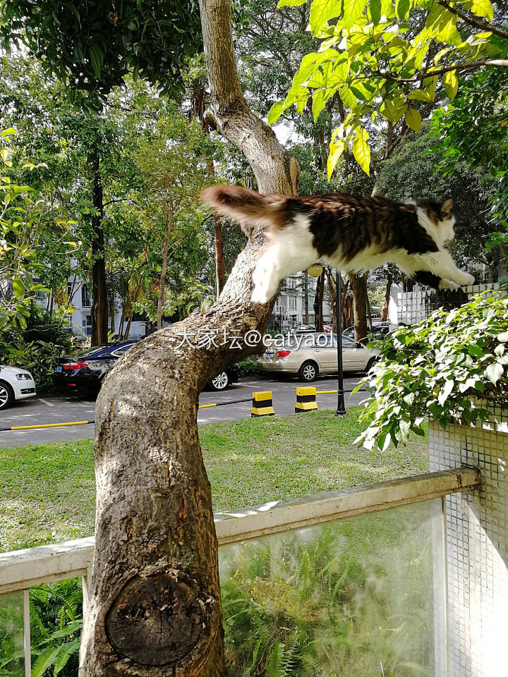 阳光小院与猫_猫