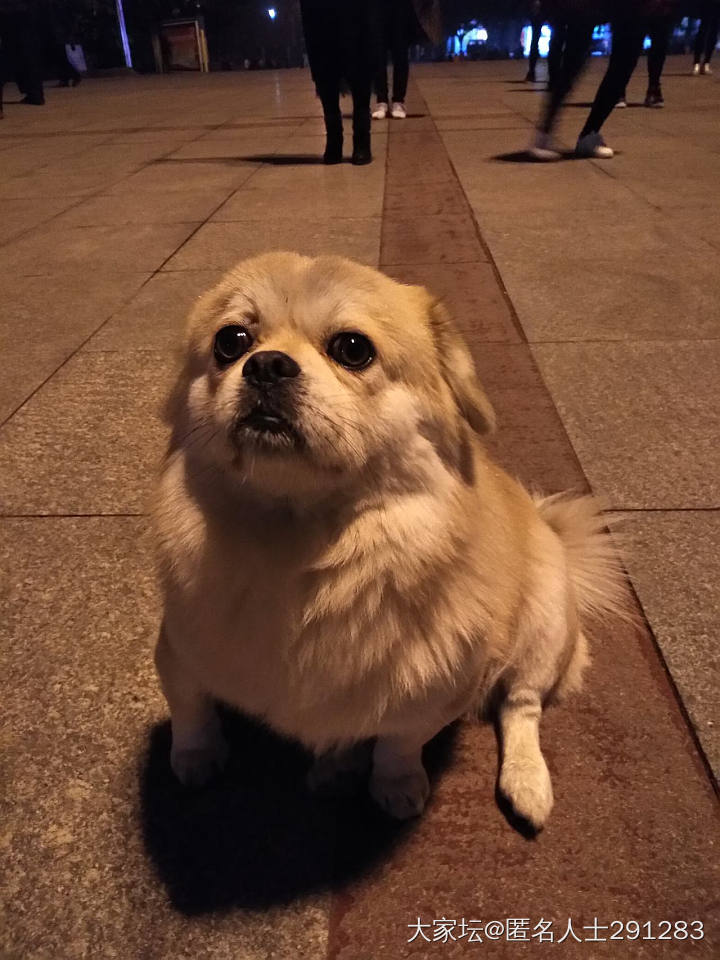 静静地等主人跳舞的狗狗_狗