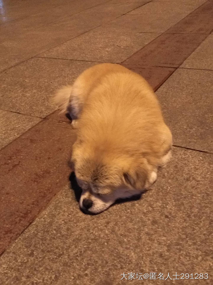 静静地等主人跳舞的狗狗_狗