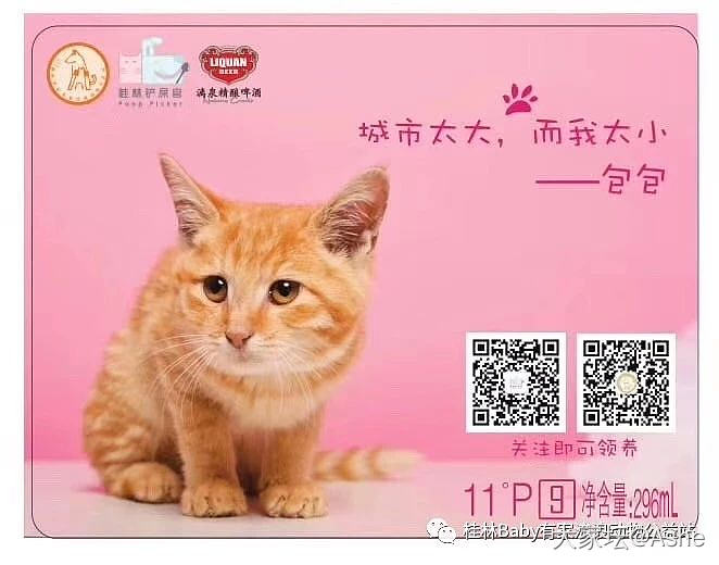 遗憾错过的喵主子_宠物猫