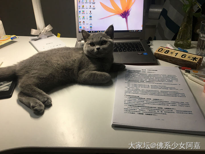 书童+监工_猫